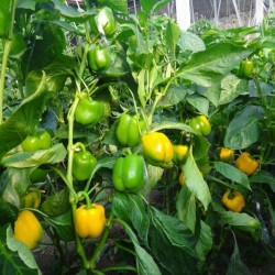 供应黄帝（PA-10）—甜椒种子