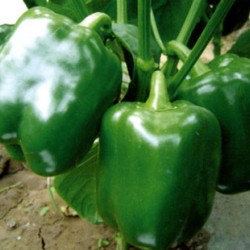 绿爵士--甜椒种子