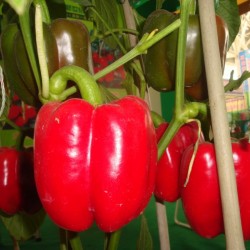 供应珈德甜椒种子—甜椒种子