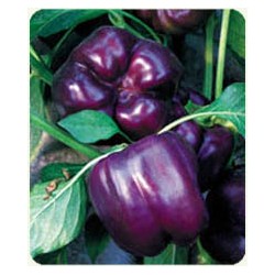 供应紫钰—甜椒种子