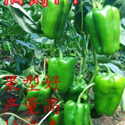 供应太空椒伯爵种子种苗—甜椒种子