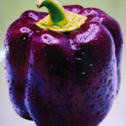 供应紫美甜椒—甜椒种子