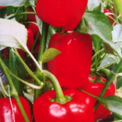 供应红玫瑰甜椒—甜椒种子