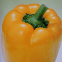 供应黄金宝甜椒—甜椒种子