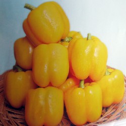 供应金华星-甜椒种子