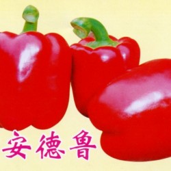 供应进口—甜椒种子