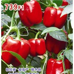 供应739F1—甜椒种子
