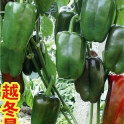 供应希拉里－甜椒种子