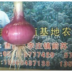 恒华－３号红皮洋葱种