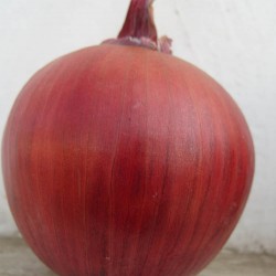 供应红皮-08-洋葱种子