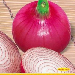 供应红皮紫光128—洋葱种子