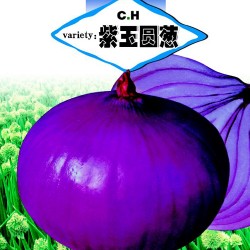 供应紫玉圆葱-洋葱种子