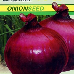 供应紫罗曼洋葱—洋葱种子