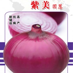 供应紫美洋葱—洋葱种子