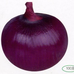 供应凤研紫地球—洋葱种子