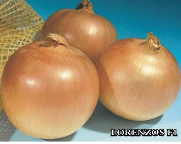 供应LORENZOS F1 ——洋葱种子