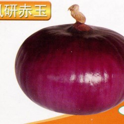 供应凤研•赤玉—洋葱种子