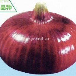 红玉——葱类种子