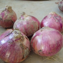 供应紫宝-—洋葱种子