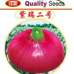 供应福祺® 紫瑞二号——洋葱种子