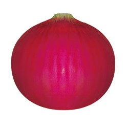 供应特大抗病超级紫玉—洋葱种子