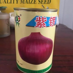 供应紫锣圆葱种子