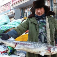 乌苏里江鲟鳇鱼批发，乌苏里江鲟鳇鱼价格，鲟鳇鱼哪里卖