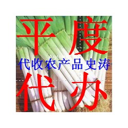 供应大葱，白菜，甘蓝