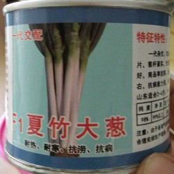 供应夏竹—大葱种子