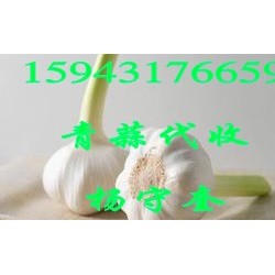 供应优质青蒜（吉林 农安）