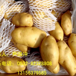 十万亩荷兰七号、十五号马铃薯大量上市！