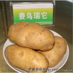 供应费乌瑞它土豆种子