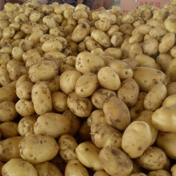 供应荷兰7土豆