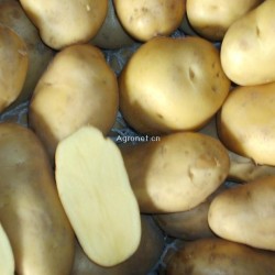 供应库存新鲜荷兰土豆