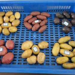 供应彩色薯—马铃薯种子