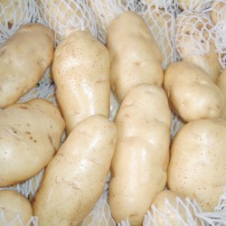 供应荷兰新鲜土豆