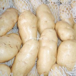 供应土豆(马铃薯)