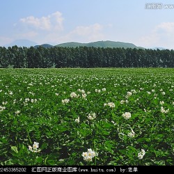 供应内蒙古马铃薯