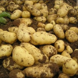 供应肥城荷兰十五土豆