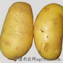 供应土豆（荷兰十五）、胡萝卜