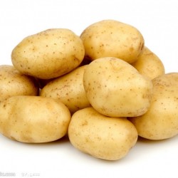 供应荷兰十五—马铃薯种子