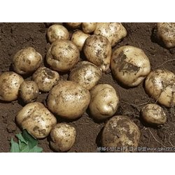 供应新土豆
