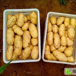 供应土豆，马铃薯