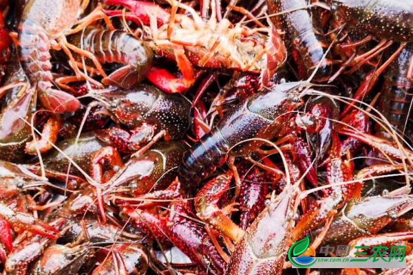 2019年小龙虾价格多少钱一斤？小龙虾养殖高产的重点是什么？