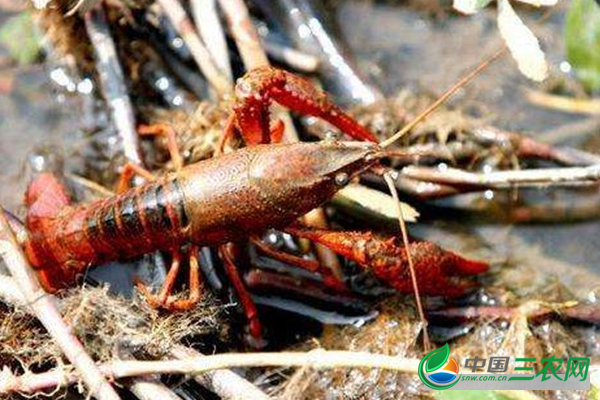 小龙虾养殖方法 养殖龙虾的具体过程