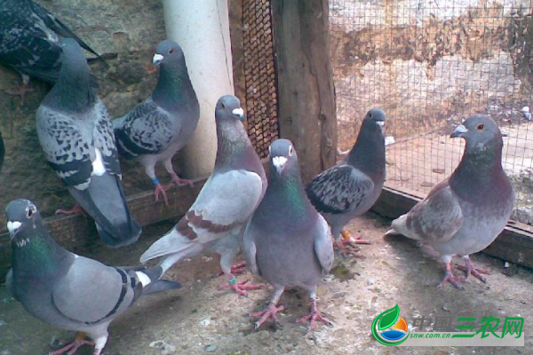 饲养鸽子技术 养殖鸽子的方法