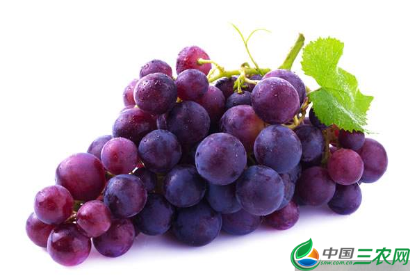 吃葡萄的功效与作用有哪些？吃葡萄籽的功效与作用是什么？