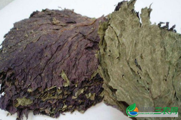 新鲜紫苏叶的功效与作用是什么？干紫苏叶的功效与作用有哪些？