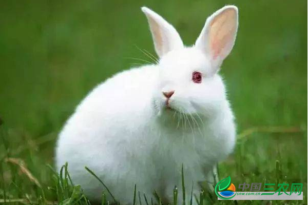 兔子怎样养殖？饲养兔子的管理方法是什么？