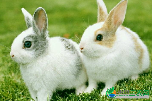 养殖高产兔子的四季管理工作要点